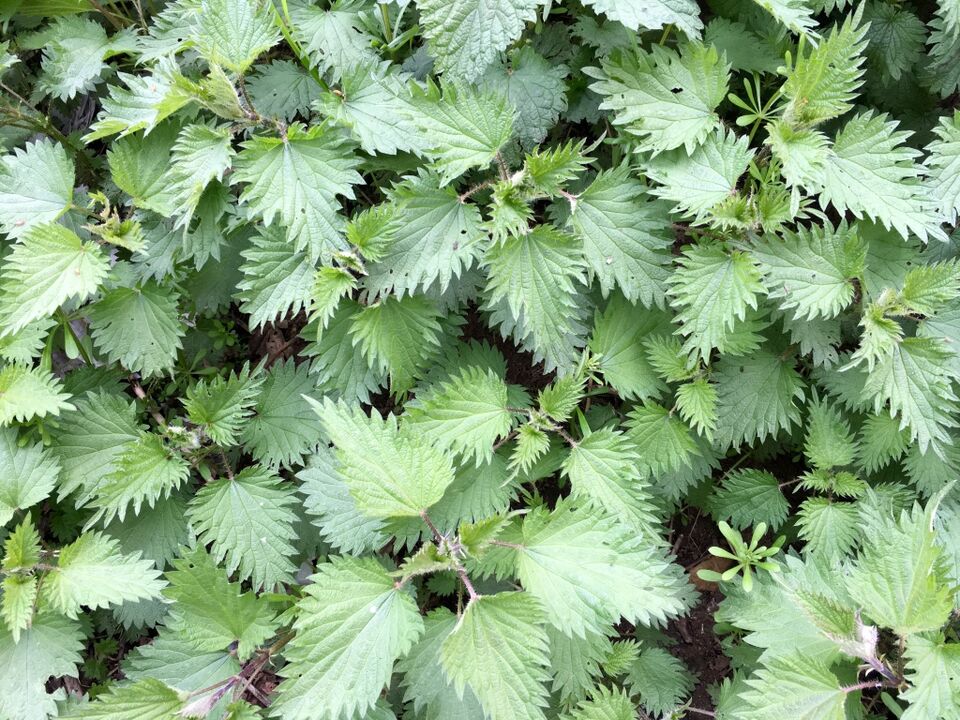 Nettle to treat varicose veins